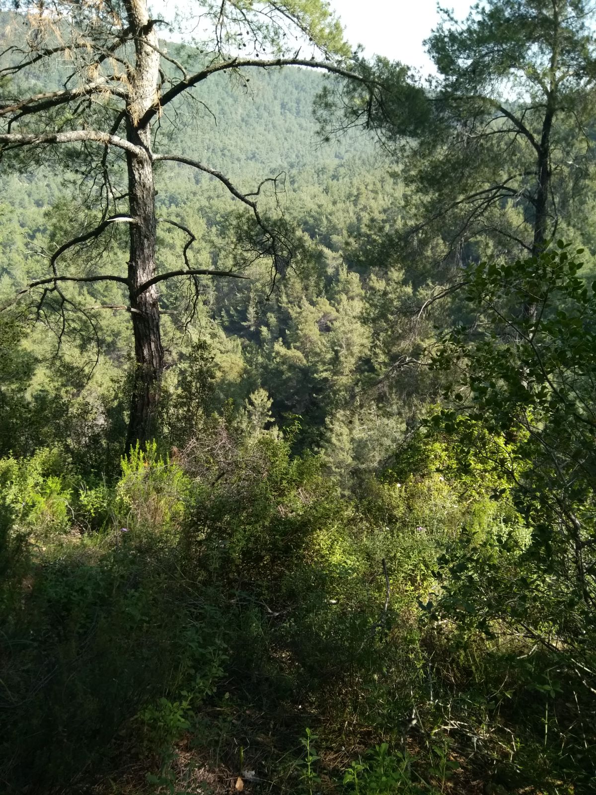 forest view